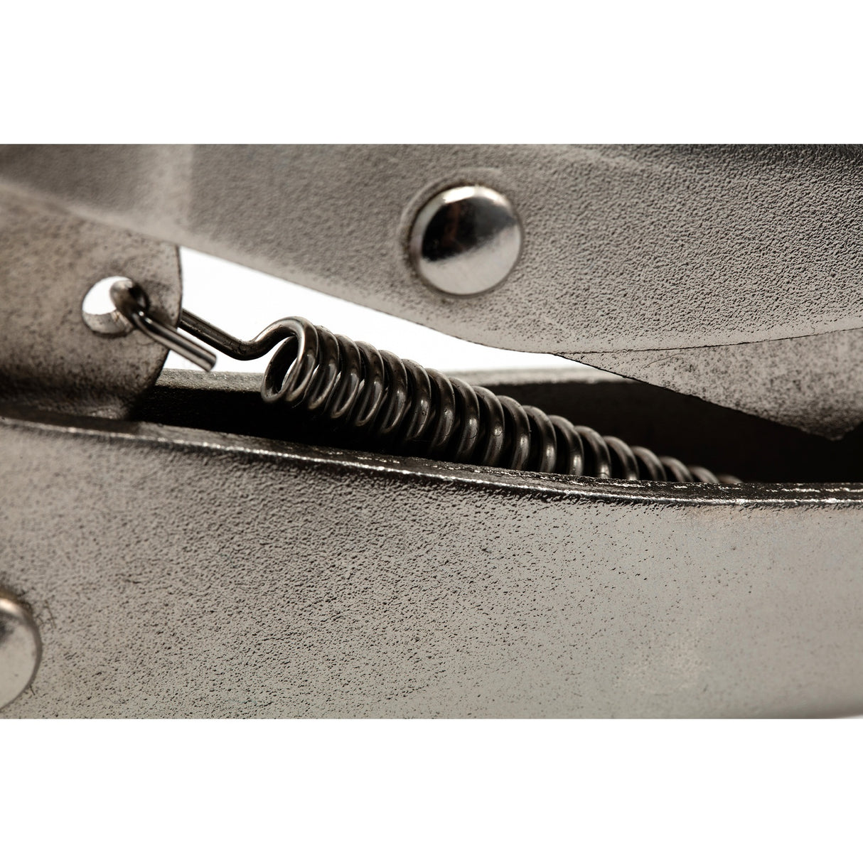 Caimán Boca Recta Sata