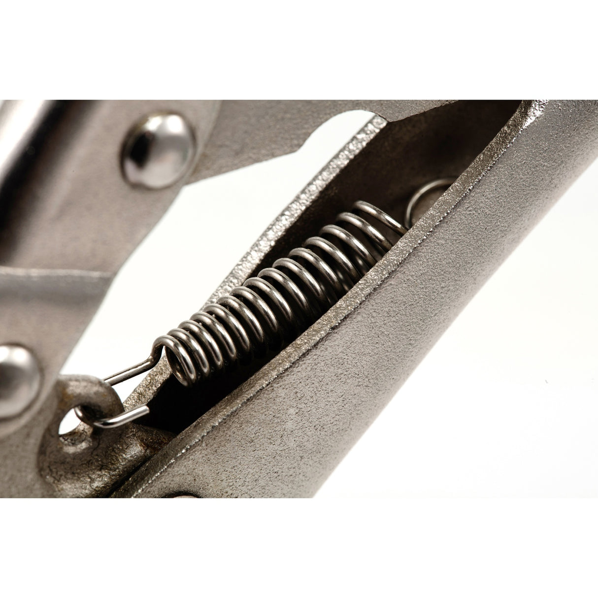 Caimán Boca Punta Larga Sata