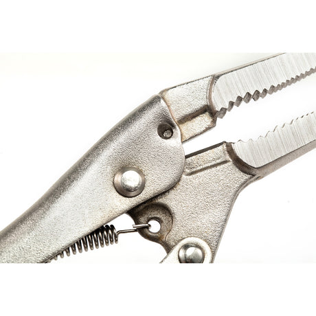 Caimán Boca Punta Larga Sata